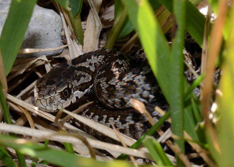 Una piccola Vipera ursinii